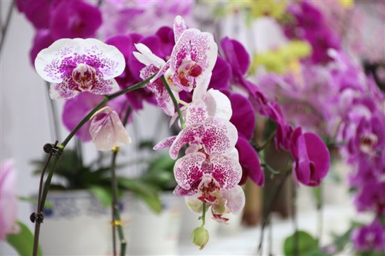 攝圖網(wǎng)_500869319_蘭花(企業(yè)商用).jpg