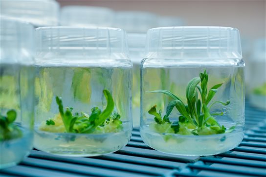 植物組織培養(yǎng) 植物組織培養(yǎng)