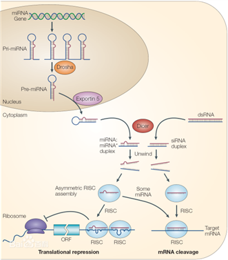 MicroRNA(miRNA) MicroRNA(miRNA)
